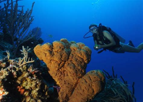 Scuba Diving In The Turks And Caicos Islands Providenciales Provo