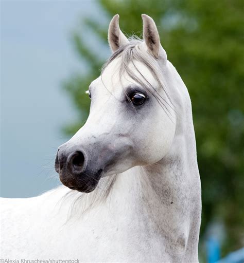 A Brief History Of The Arabian Horse Hoofpick Life Equestrian Magazine