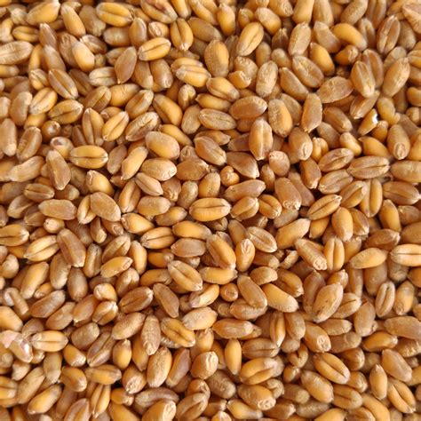 Organic Whole Wheat Grain For Cooking And Grinding Free Uk Delivery