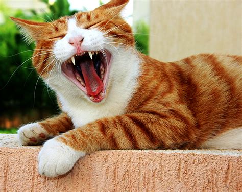 Why Do Cats Get Mouth Sores And How Are They Treated Catster