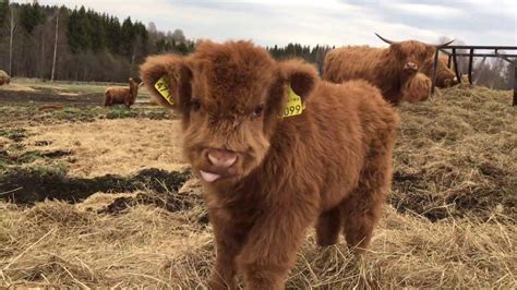Scottish Highland Cattle In Finland Osku The Fluffy Calf Always Ready