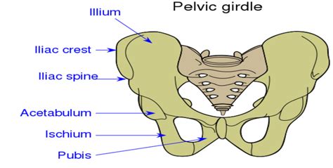 Pelvic Girdle Bones Anatomy Labeled Diagram Study Com Vrogue Co