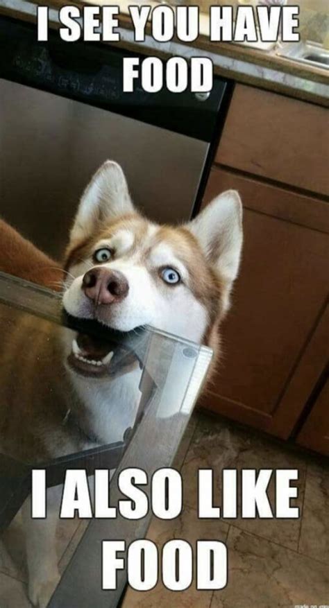 30 Best Husky Jokes The Internets Best Puns And Memes