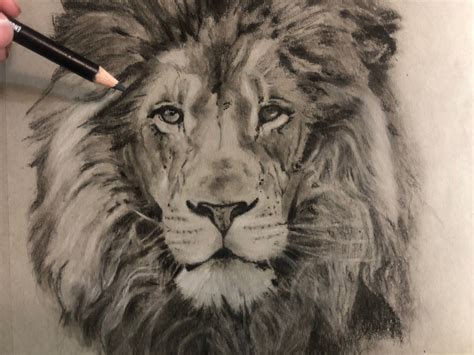 Lion Realistic Drawing At Getdrawings Free Download