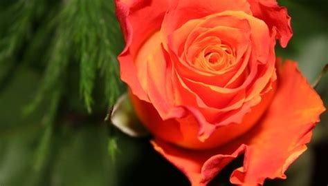 What are the best scented flowers. Most Scented Flowers | Garden Guides
