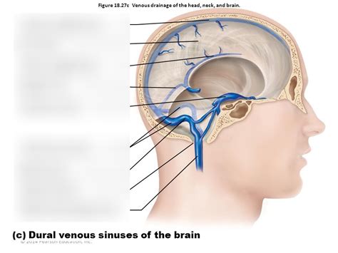 Dural Venous Sinuses Of The Brain Diagram Quizlet