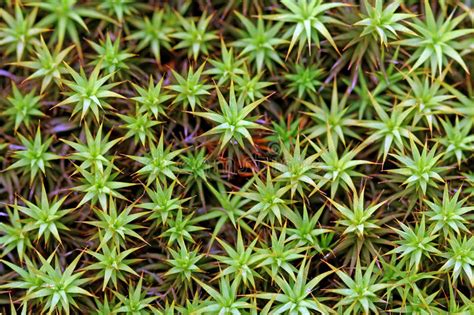 Green Moss Background Polytrichum Commune Stock Image Image Of