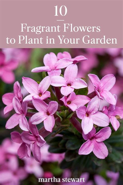 The 11 Most Fragrant Flowers To Plant In Your Garden Artofit