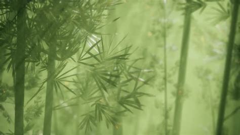 Asian Bamboo Forest With Morning Fog Weather Motion Graphics Videohive