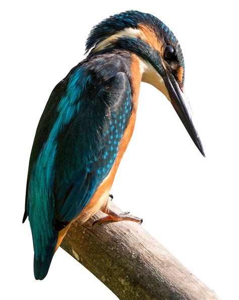 Collection Of Png Kingfisher Bird Pluspng