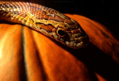 Pumpkin Snake By Bi0terr0r On Deviantart