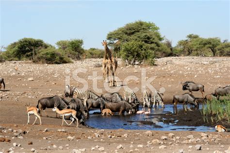 African Animals At A Water Hole Stock Photo Royalty Free Freeimages