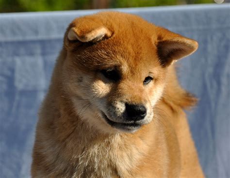 Booking A Puppy From Kortmar Shiba Inu Kortmar Shiba Inu And Kortmar Manor