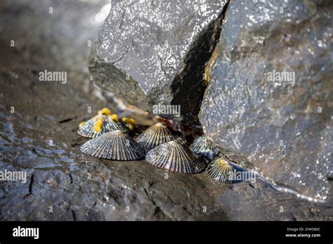 Limpet Snail Hawaii Hi Res Stock Photography And Images Alamy