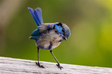 Splendid Fairywrens Blue Wrens Celebrating Life Photography