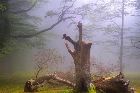 Foggy Forest Backgrounds Free Download Pixelstalknet