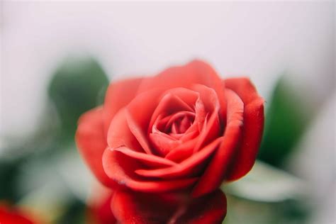 Selective Focus Photography Red Rose Flower Roses Petal Bloom