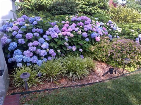 Mophead Hydrangeas The Showstopping Shrub That Will Make Your Garden
