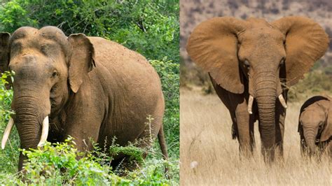 Elefantes ¿cuáles Son Las Diferencias Entre El Asiático Y El Africano