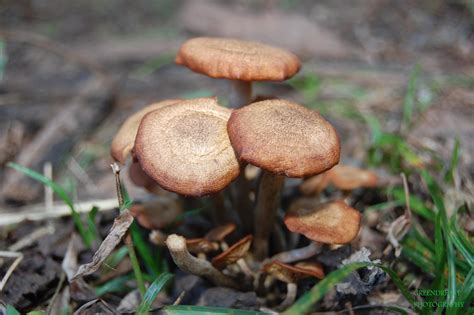 Oklahoma Mushroom Id Request Mushroom Hunting And Identification
