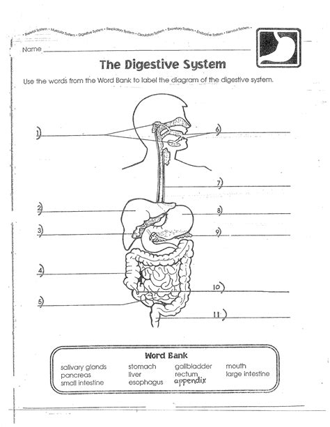 The Digestive System Packet Excretory Skeletal System Nervous System