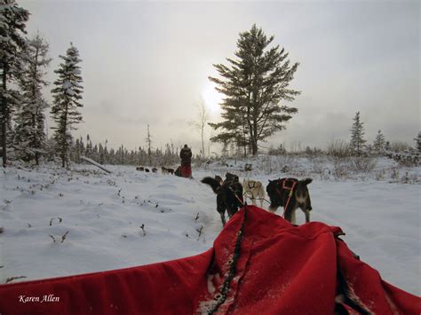 Dog Sledding At Chilly Dogs Ely Minnesota December 2012 Dog