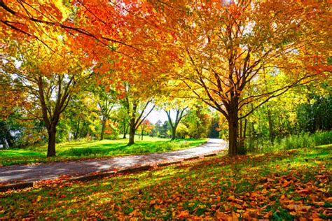 Fall Trees Park Stock Photos Pictures And Royalty Free Images Istock