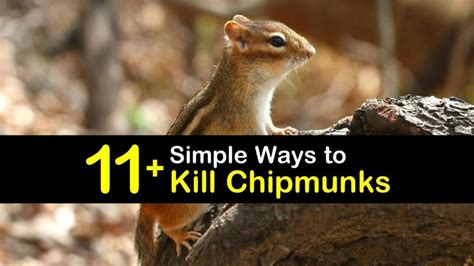 Brilliant Solutions For Home Chipmunk Control