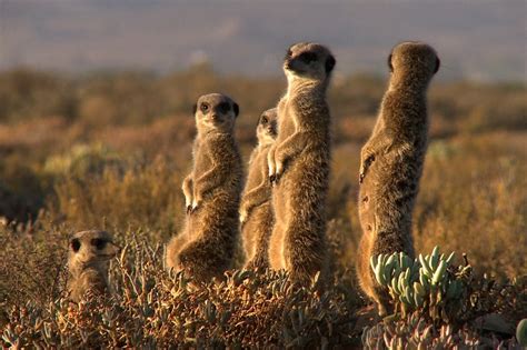 Meerkat Adventure South Africa Rainbow Tours