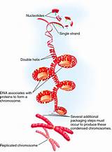 Pictures of Dna Packaging