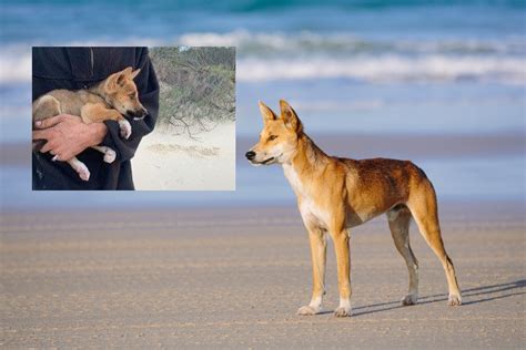 Investigation Into Illegal Dingo Cuddle On Fraser Island