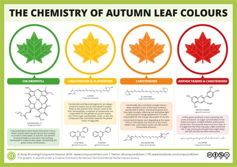 The Chemicals Behind The Colours Of Autumn Leaves Compound Interest