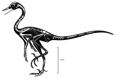 Species New To Science Paleontology 2022 Natovenator Polydontus