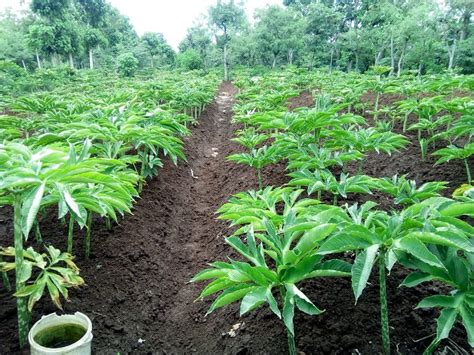 Kini tanaman porang banyak masa panen umbi porang yang sangat pendek (juni agustus) dan sifat umbi porang yang mudah. Segudang Manfaat Tanaman Porang, Bahan Obat hingga ...