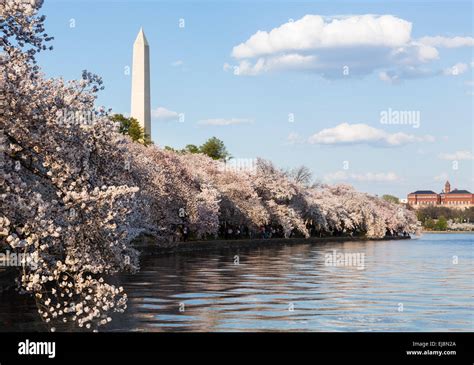 Washington Monument With Spring Cherry Blossoms Hi Res Stock