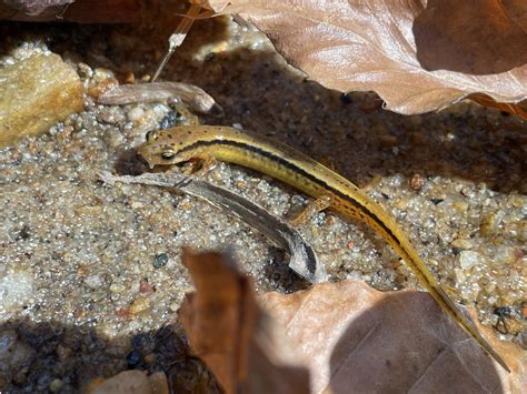 Southern Two Lined Salamander From Lake Johnson Park Raleigh Nc Us