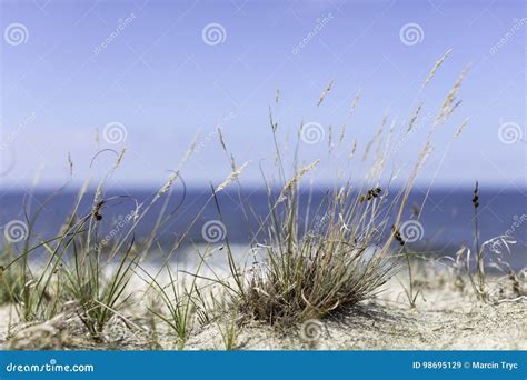 Seagrass On The Beach Stock Image Image Of Wave Gras 98695129