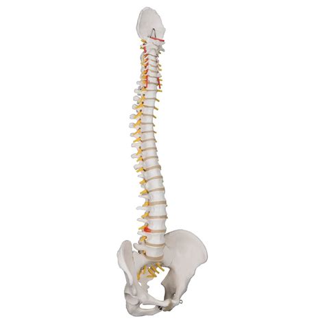 Anatomy is the sum of all your parts. 3B Scientific A58-1 Classic Flexible Spine with Male Pelvis