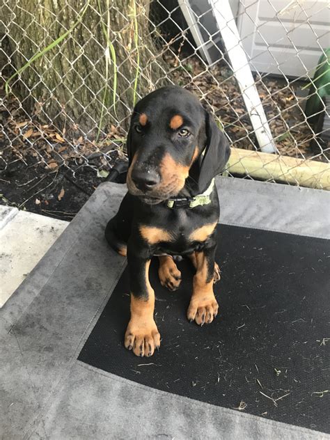 Dobermans for sale in florida. Doberman Pinscher Puppies For Sale | Jacksonville, FL #320305