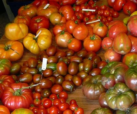 Types Of Tomatoes