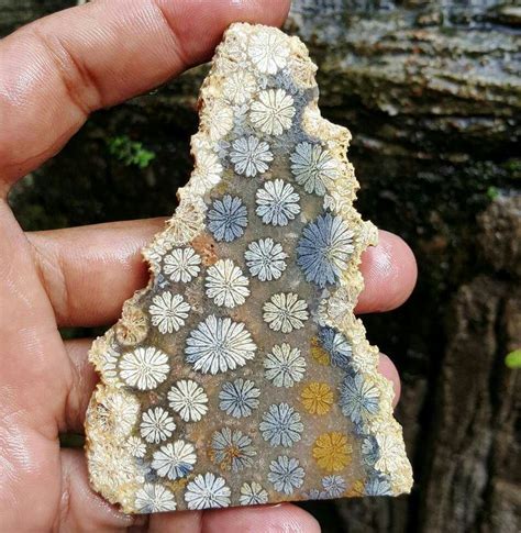 Polished Fossilized Coral Indonesia Minerals And Gemstones Rocks And