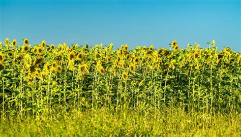 Sunflower Field In Kursk Oblast Of Russia Stock Image Image Of Beauty