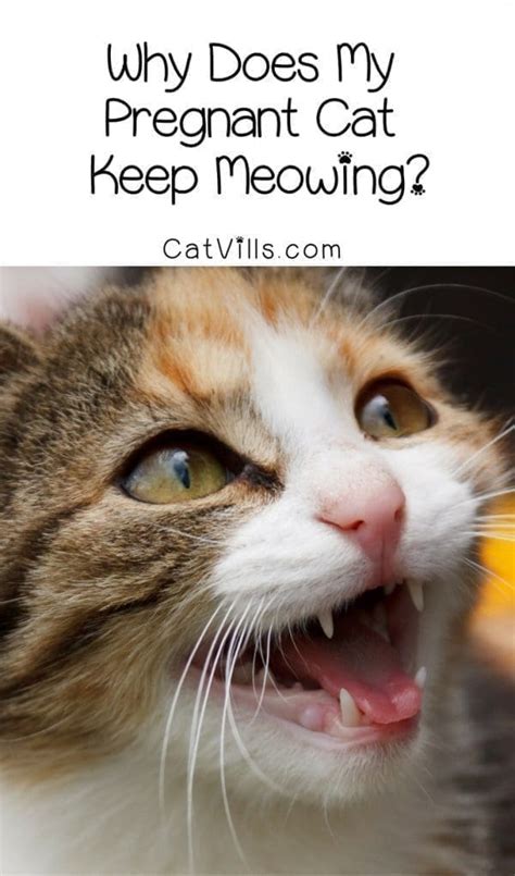 Why Does Cat Keeps Meowing Cat Meme Stock Pictures And Photos
