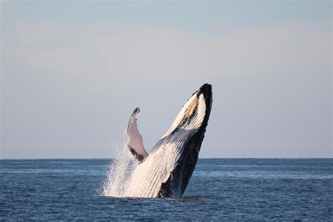 After 70000 Years Omans Unique Whales Face Potential Threat Middle