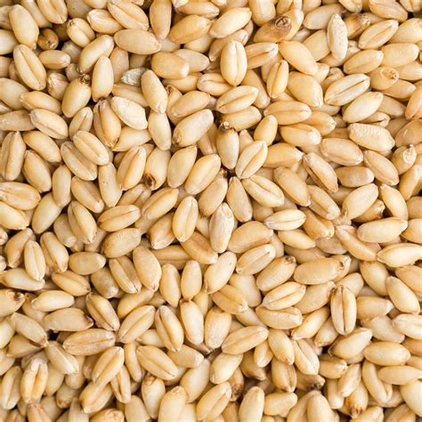 Wheat Recipes Storage And Cooking Tips Naturally Ella