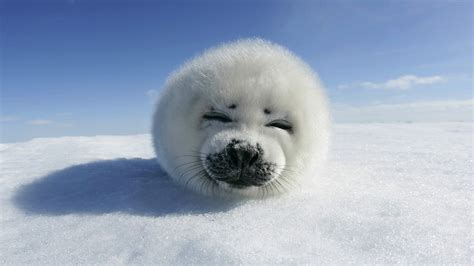 Seals Snow Winter Animals Wallpapers Hd Desktop And