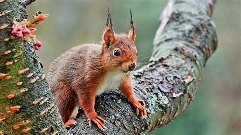 Tiere Hintergrundbilder Im Frühling Eichhörnchen