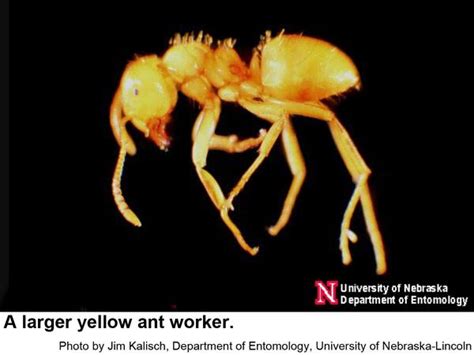 Larger Yellow Ant Nc State Extension Publications