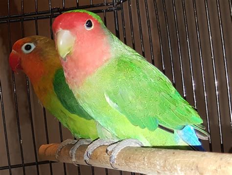 They'll enjoy being close to the family action, but it's best if they're not too near the kitchen or a window. Fischer and Peachface Lovebirds | Leicester ...