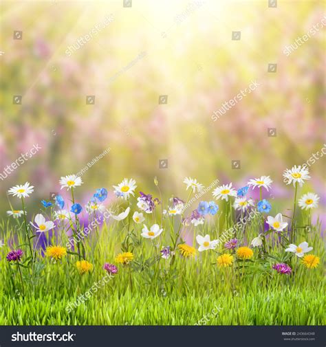 Beautiful Spring Floral Meadow Wild Flowers Stock Photo Edit Now